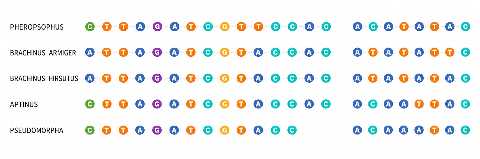 DNA Base Sequence Comparison