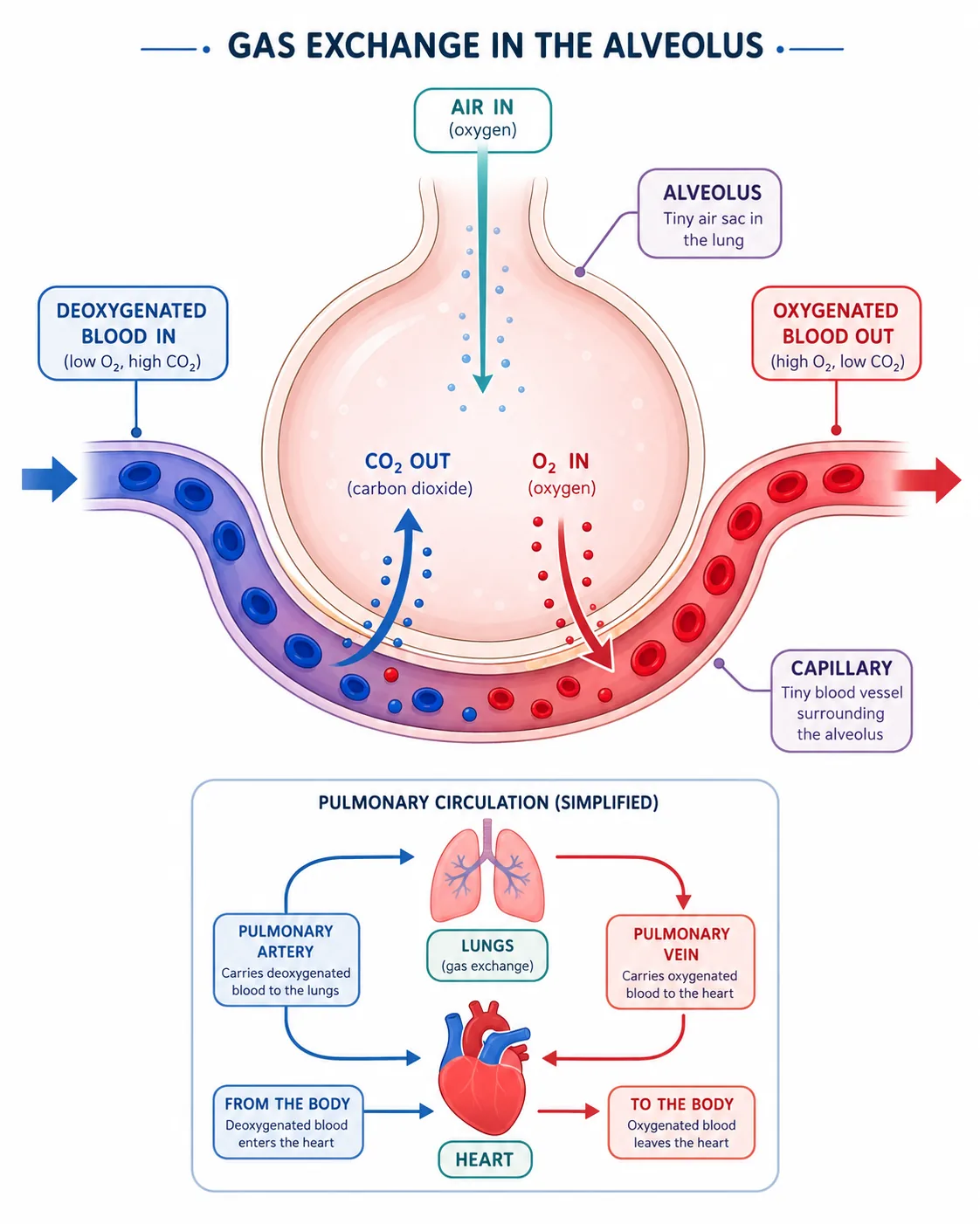 Gas Exchange at an Alveolus