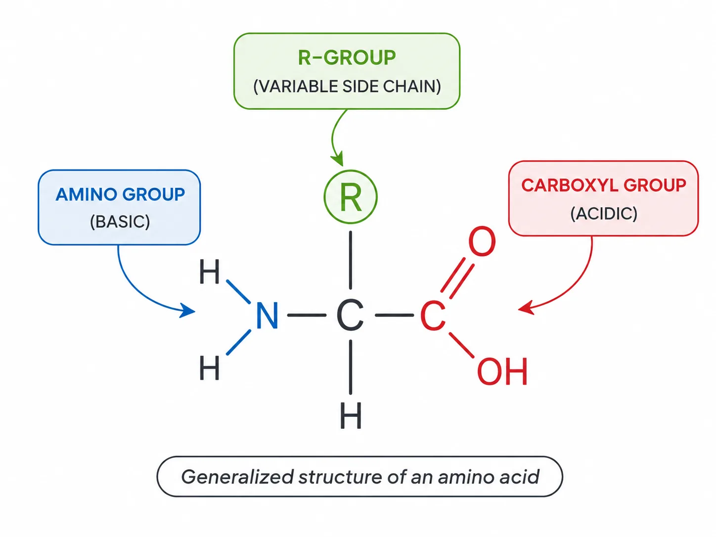 generalized amino acid structure