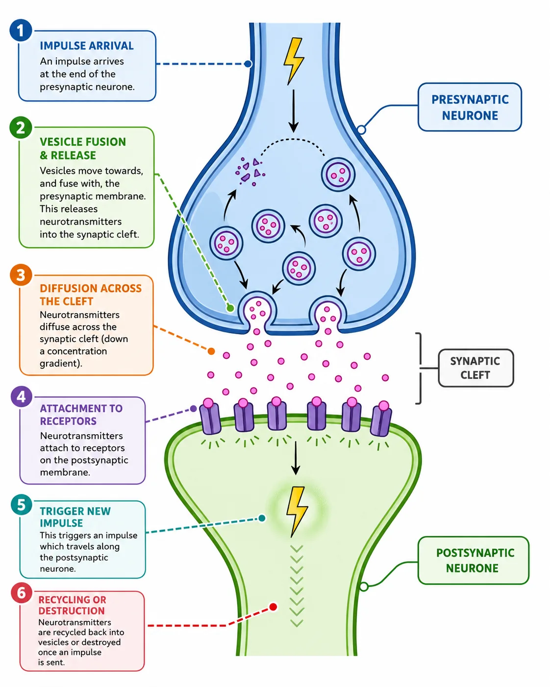 Chemical Synapse Transmission — Animated