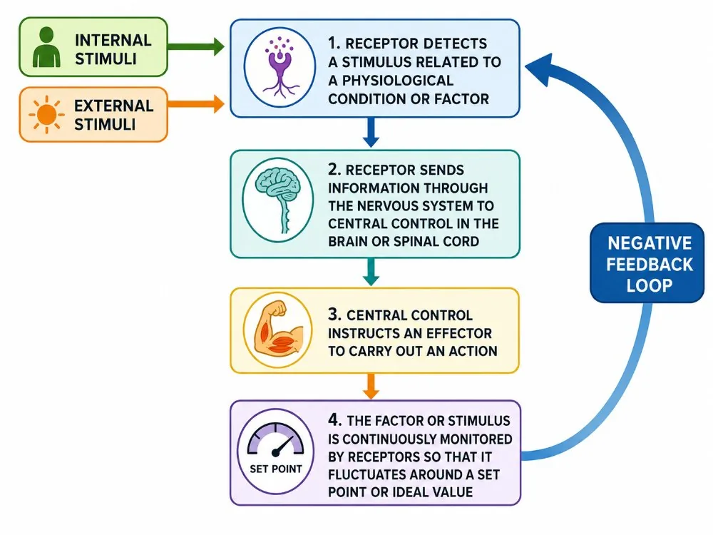Negative feedback loop steps from stimulus to effector and set point
