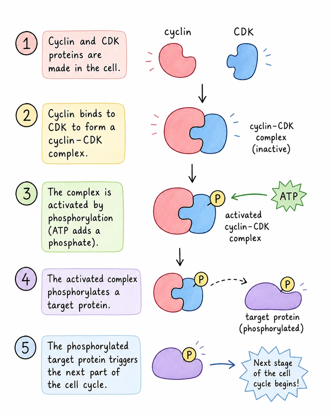 r083-cyclin-cdk-cell-cycle