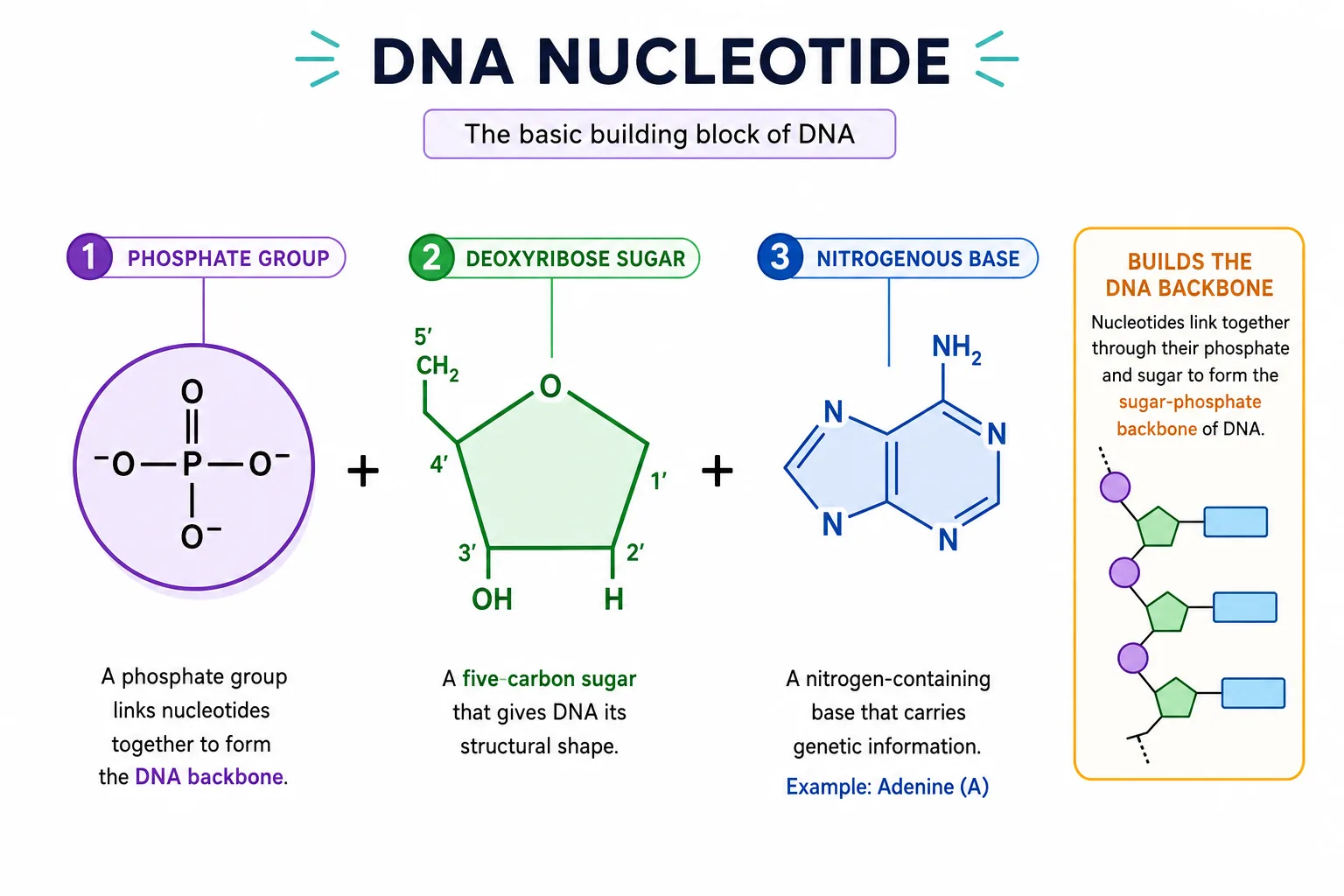 DNA Nucleotide