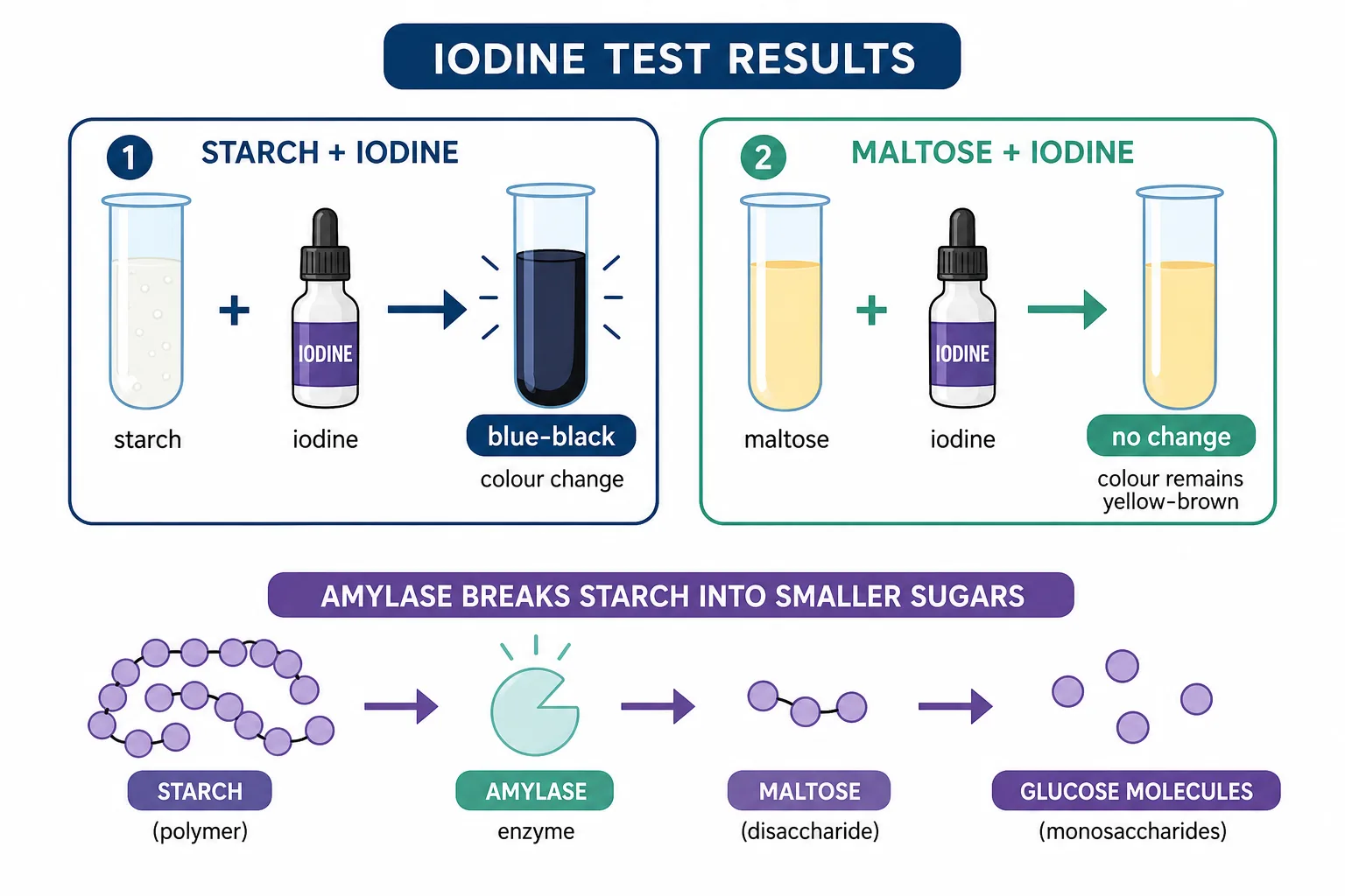 Iodine Test Results