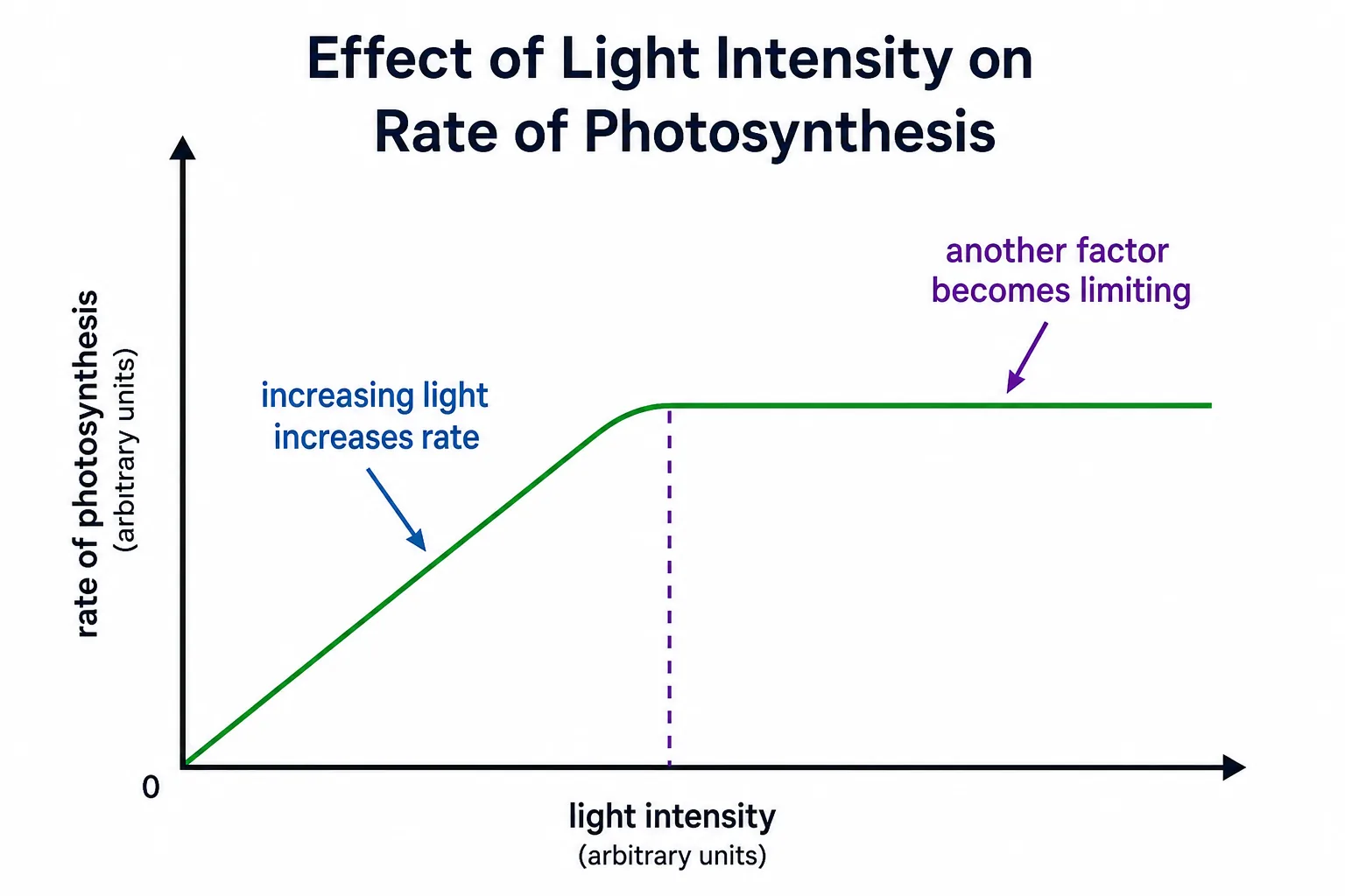 Effect of Light Intensity on Rate of Photosynthesis — 2D Simulation