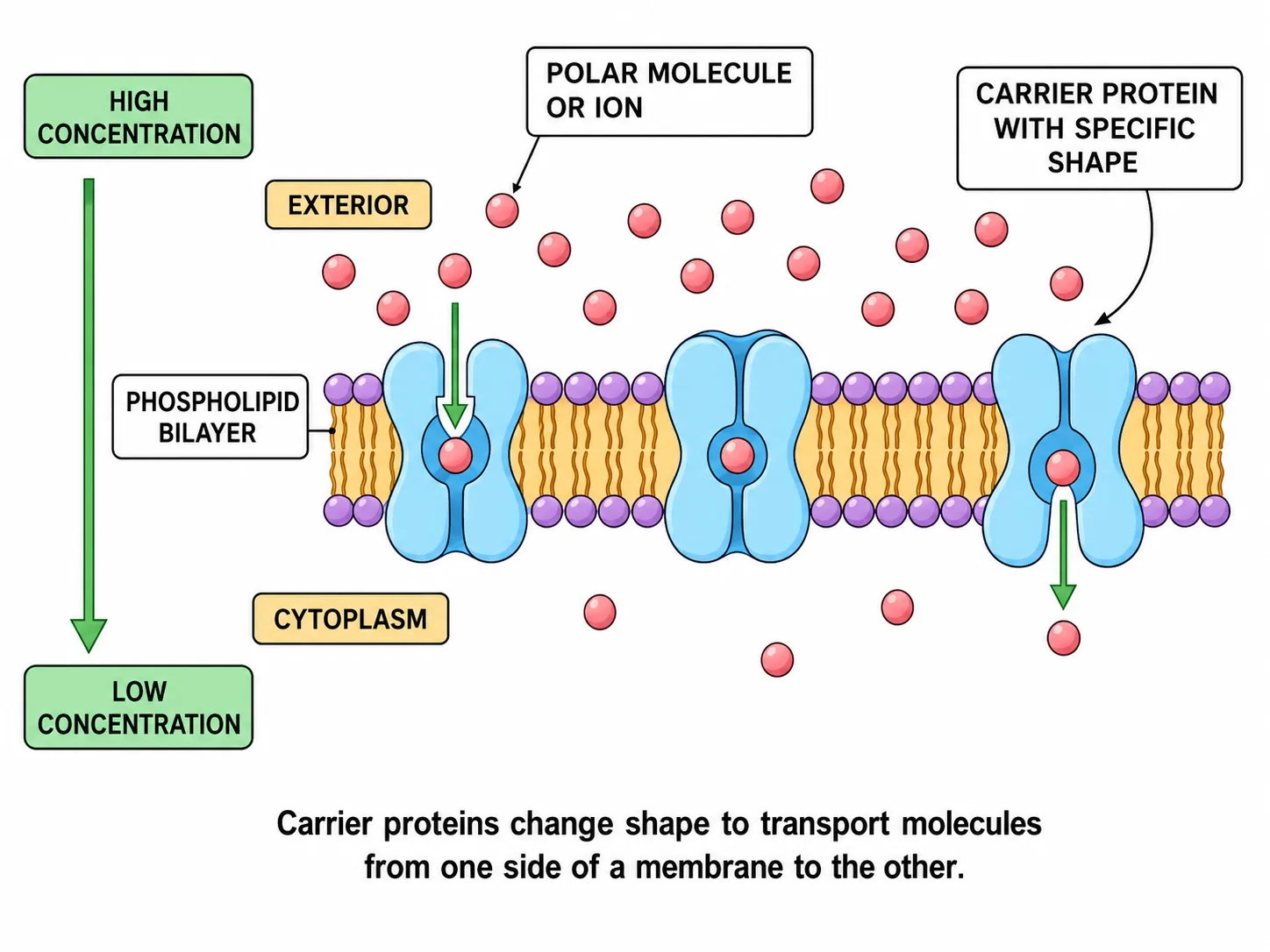 Facilitated Diffusion of Glucose — 3D-Drawn Step Simulation