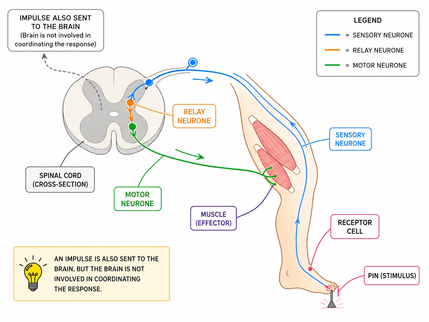 The Reflex Arc