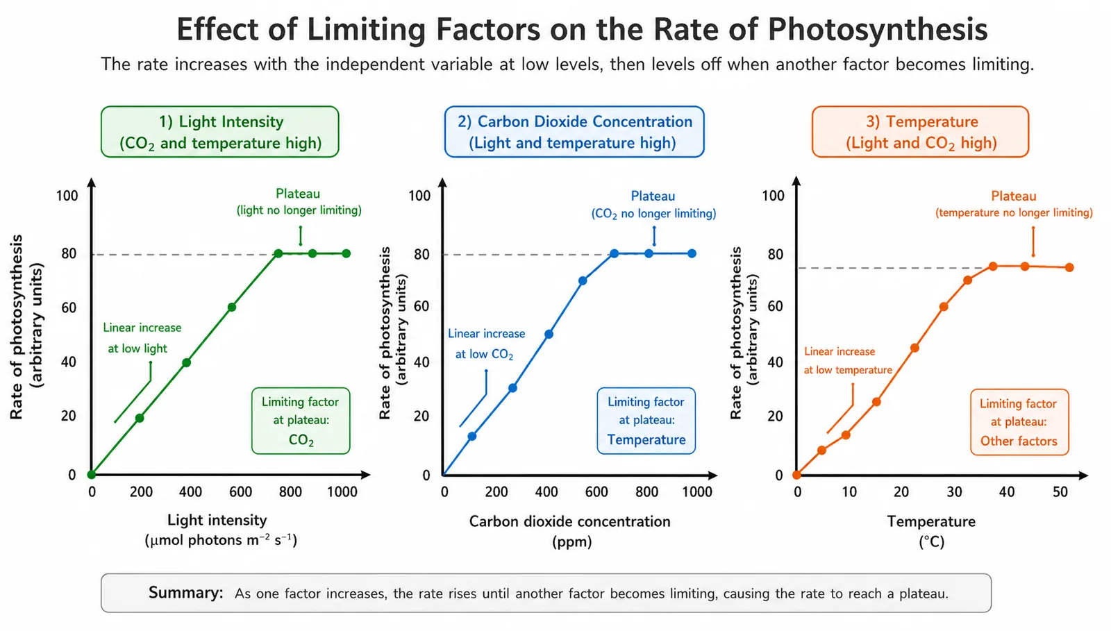 Effect of Limiting Factors on the Rate of Photosynthesis — 2D Simulation