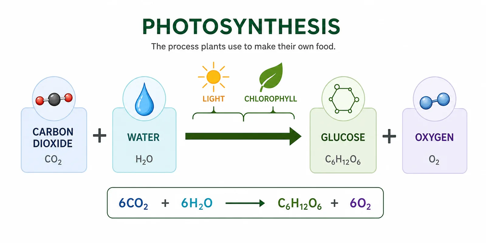 Photosynthesis — Full 2D Simulation