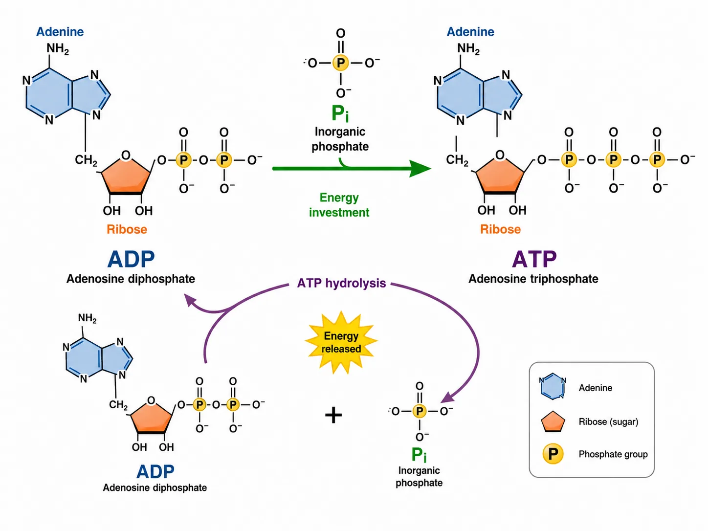 ATP ADP cycle