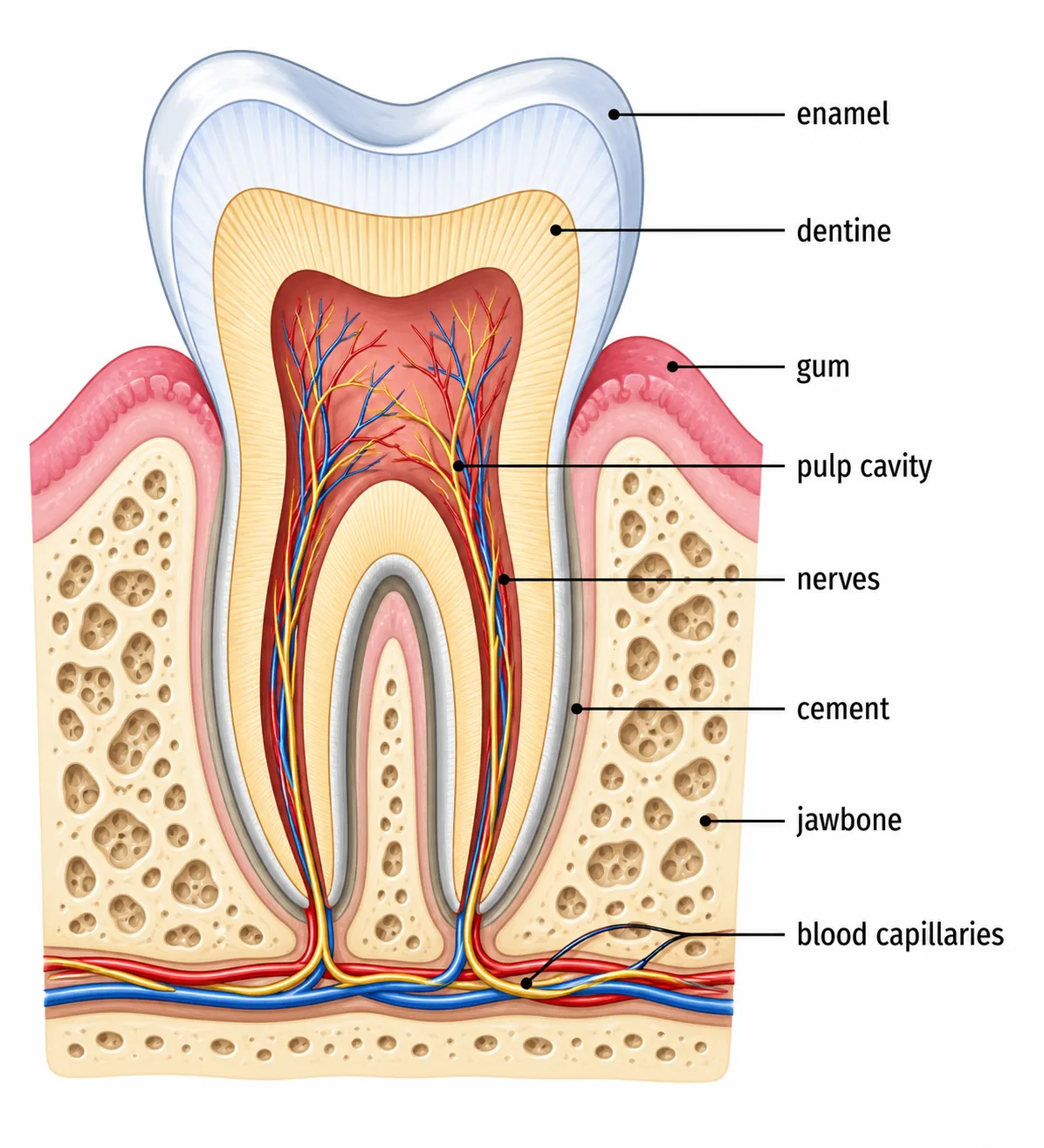 Tooth structure (labelled)
