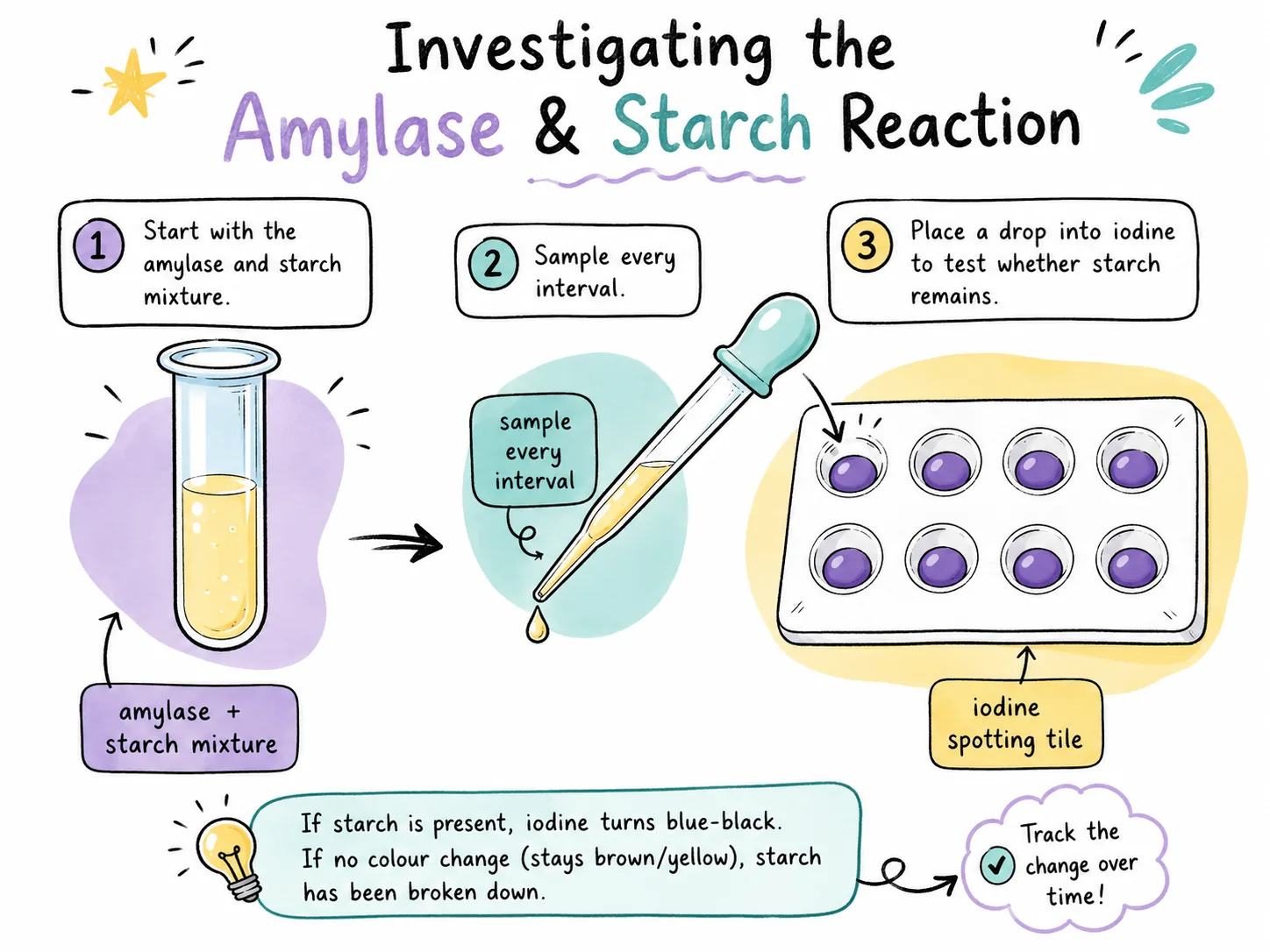 Amylase Starch
