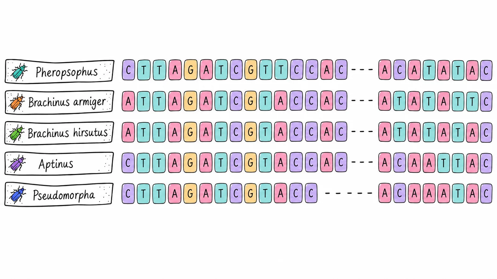 DNA sequence comparison between species