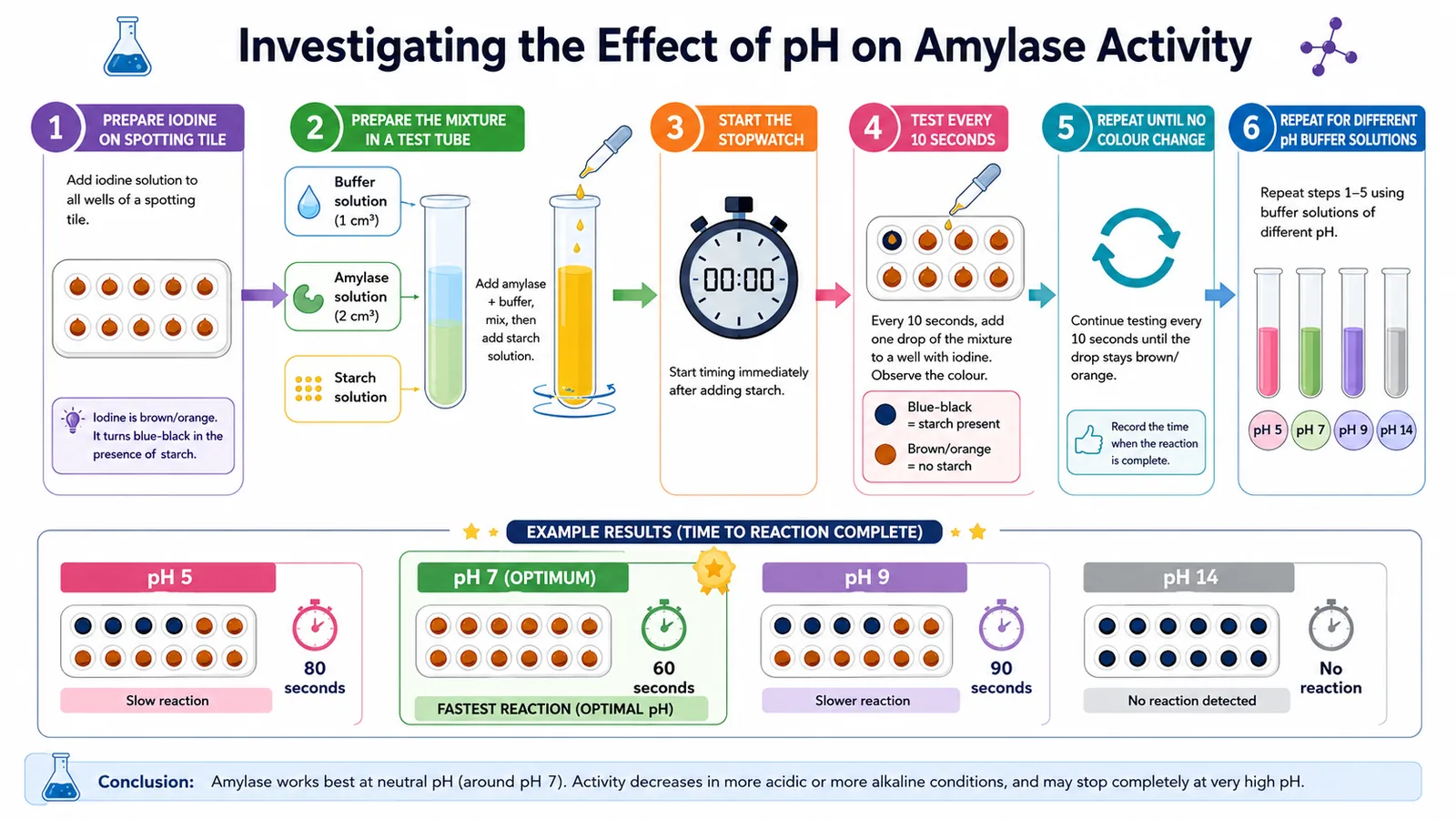 Investigating the effect of pH on amylase activity