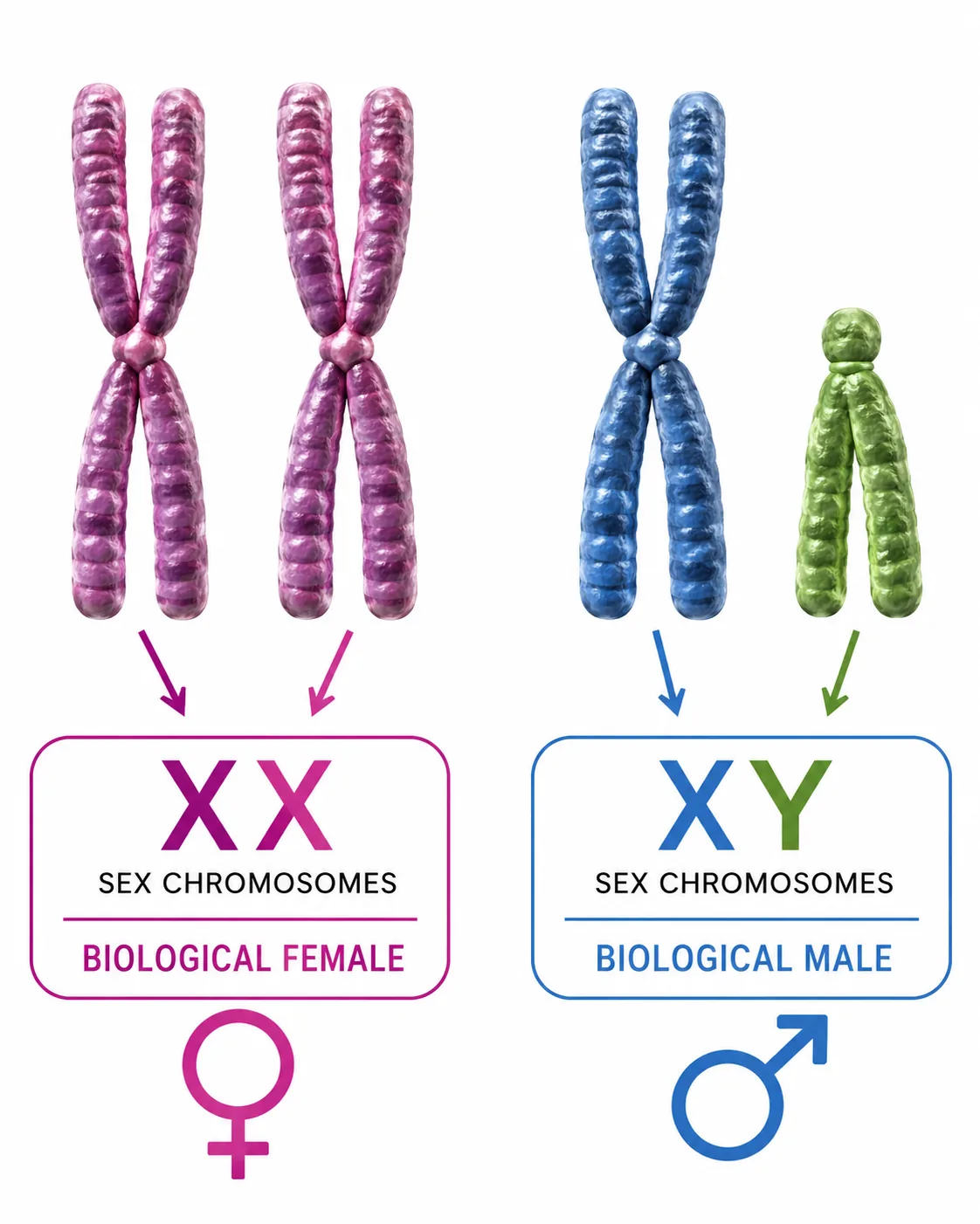 Sex chromosomes XX female, XY male