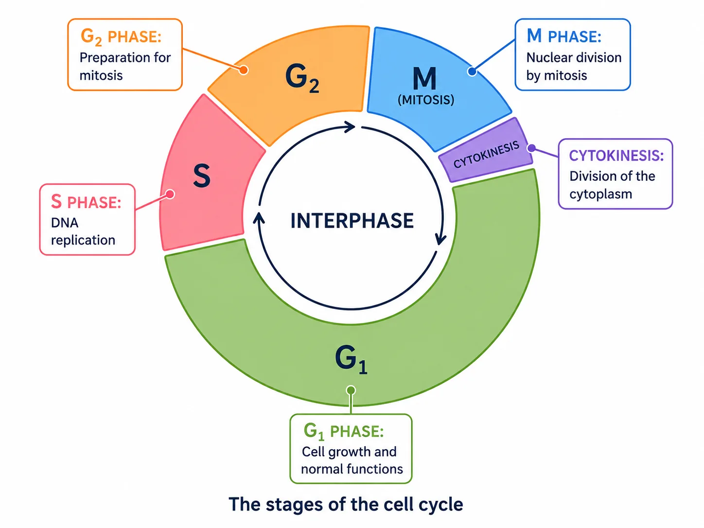 The Cell Cycle — Live Simulation