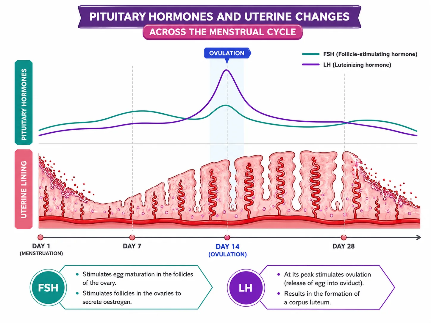 Menstrual Cycle — Continuous Flow Simulation