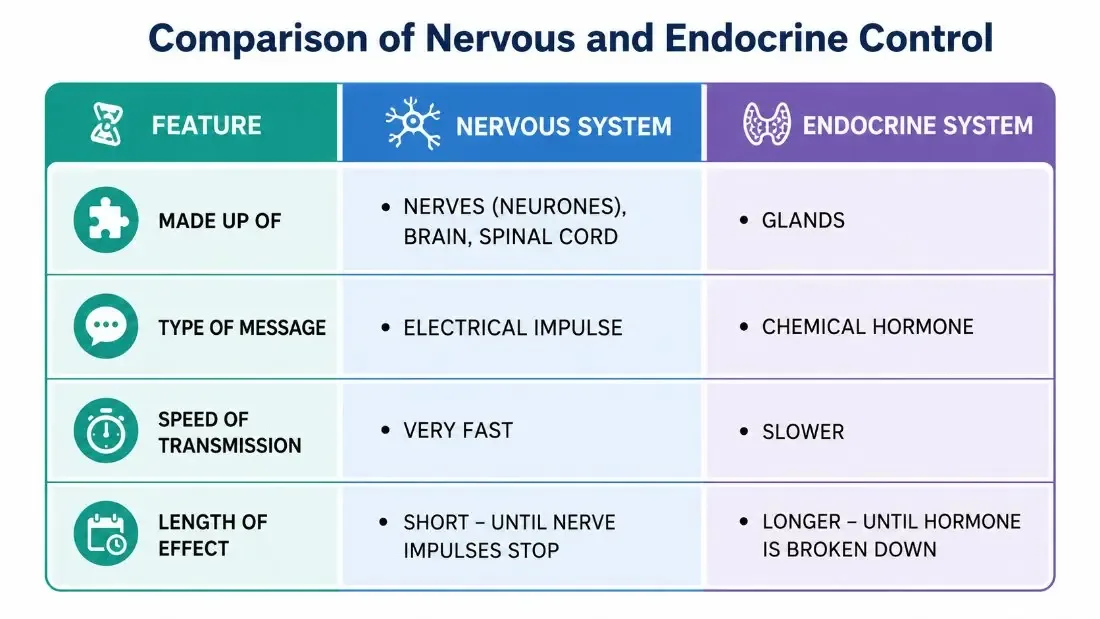 Comparison of Nervous and Endocrine Control — Simulation