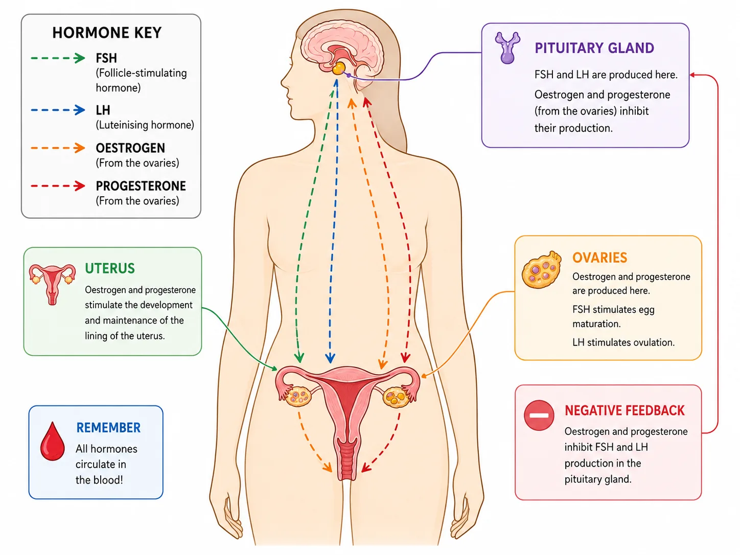 Female Hormonal Control