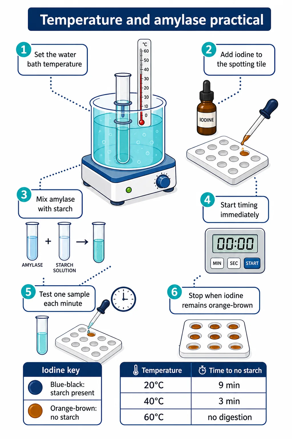 Temperature and amylase practical