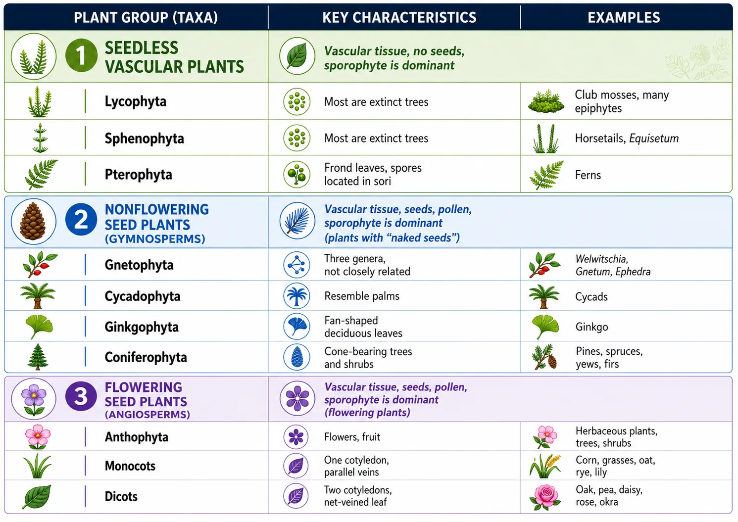 plant groups taxa
