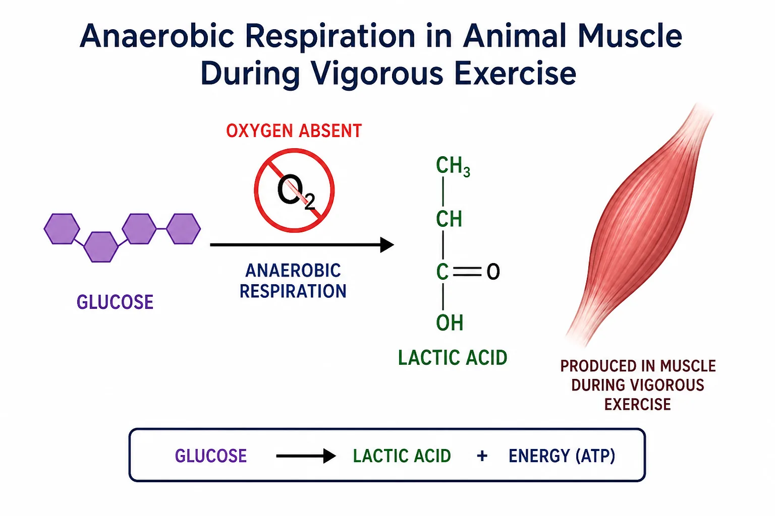 Anaerobic respiration in animal muscle (lactic acid)
