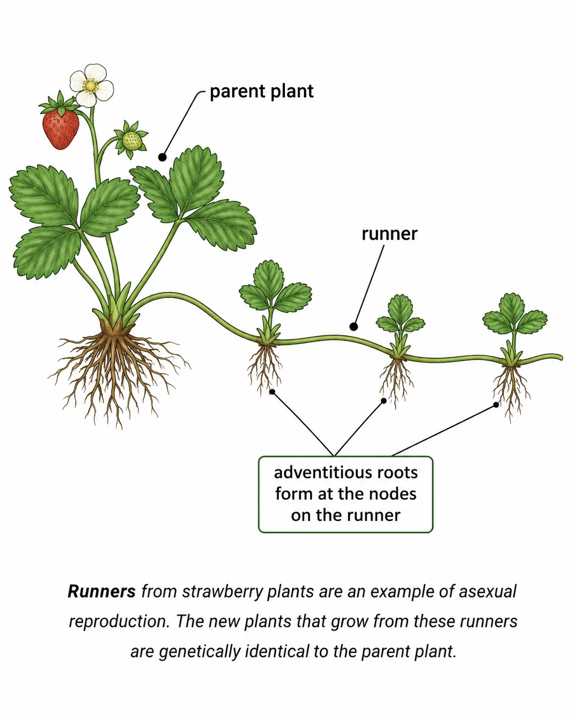 Runners — Asexual Reproduction in Strawberry