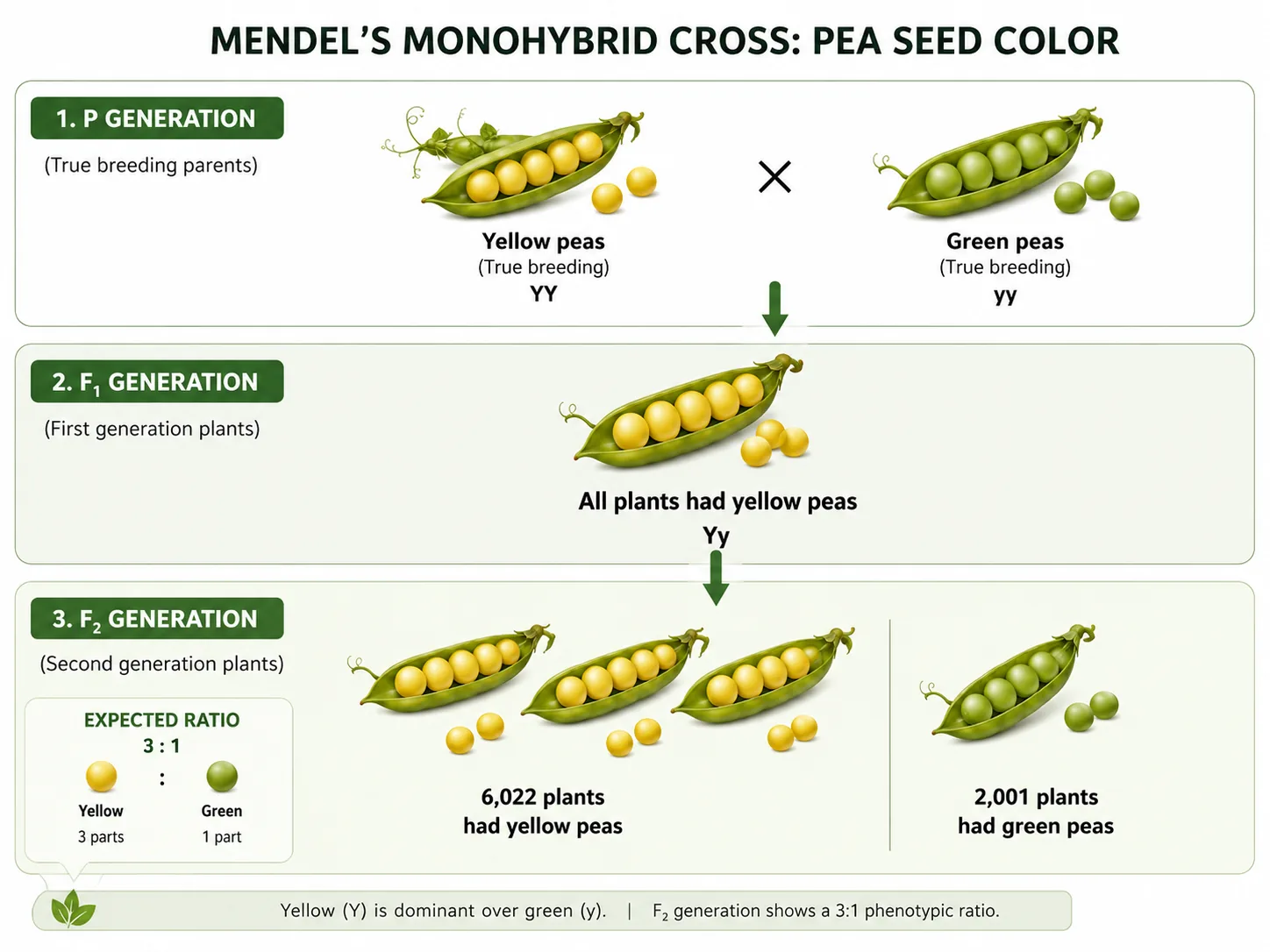 monohybrid cross landscape