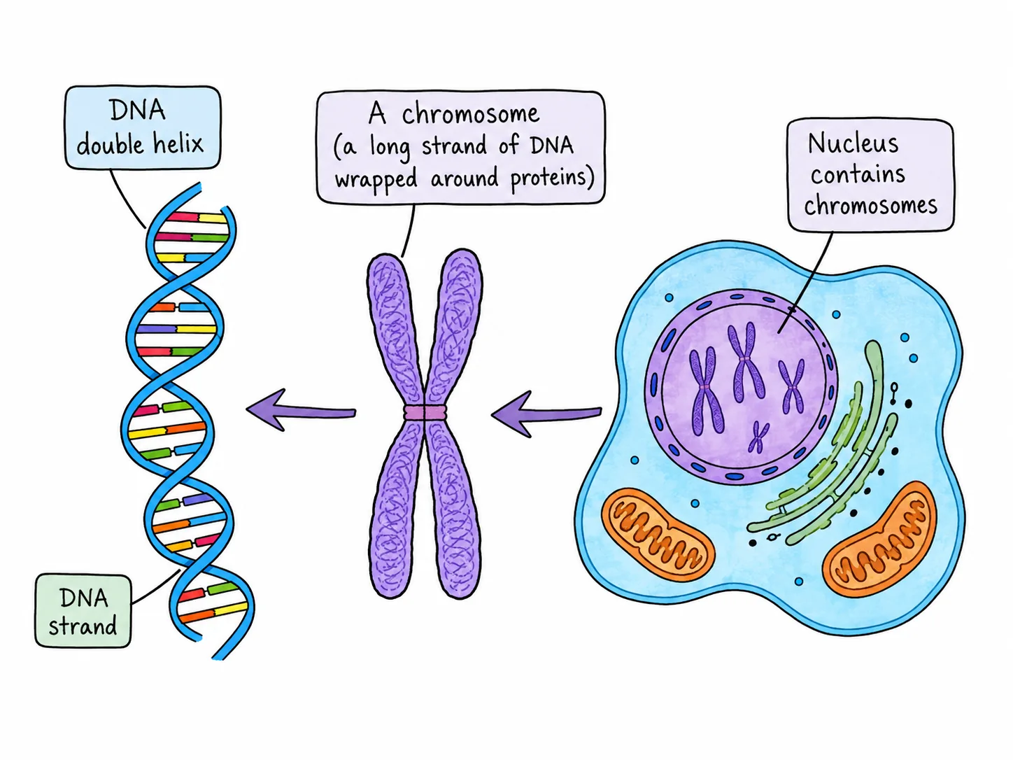 Nucleus Chromosome DNA Organization