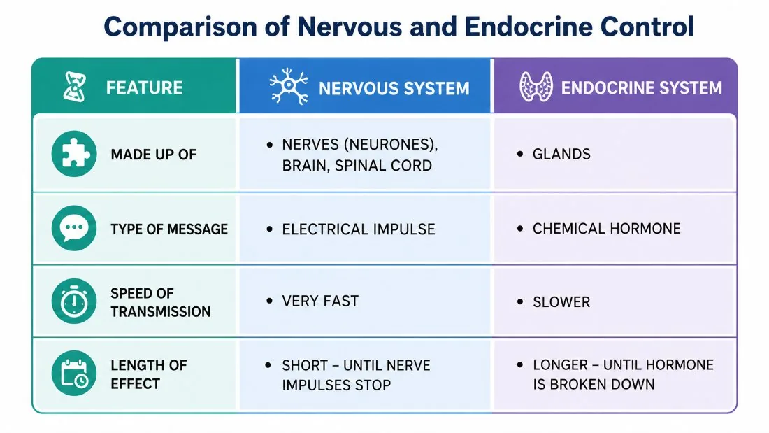 Comparison of Nervous and Endocrine Control — Simulation