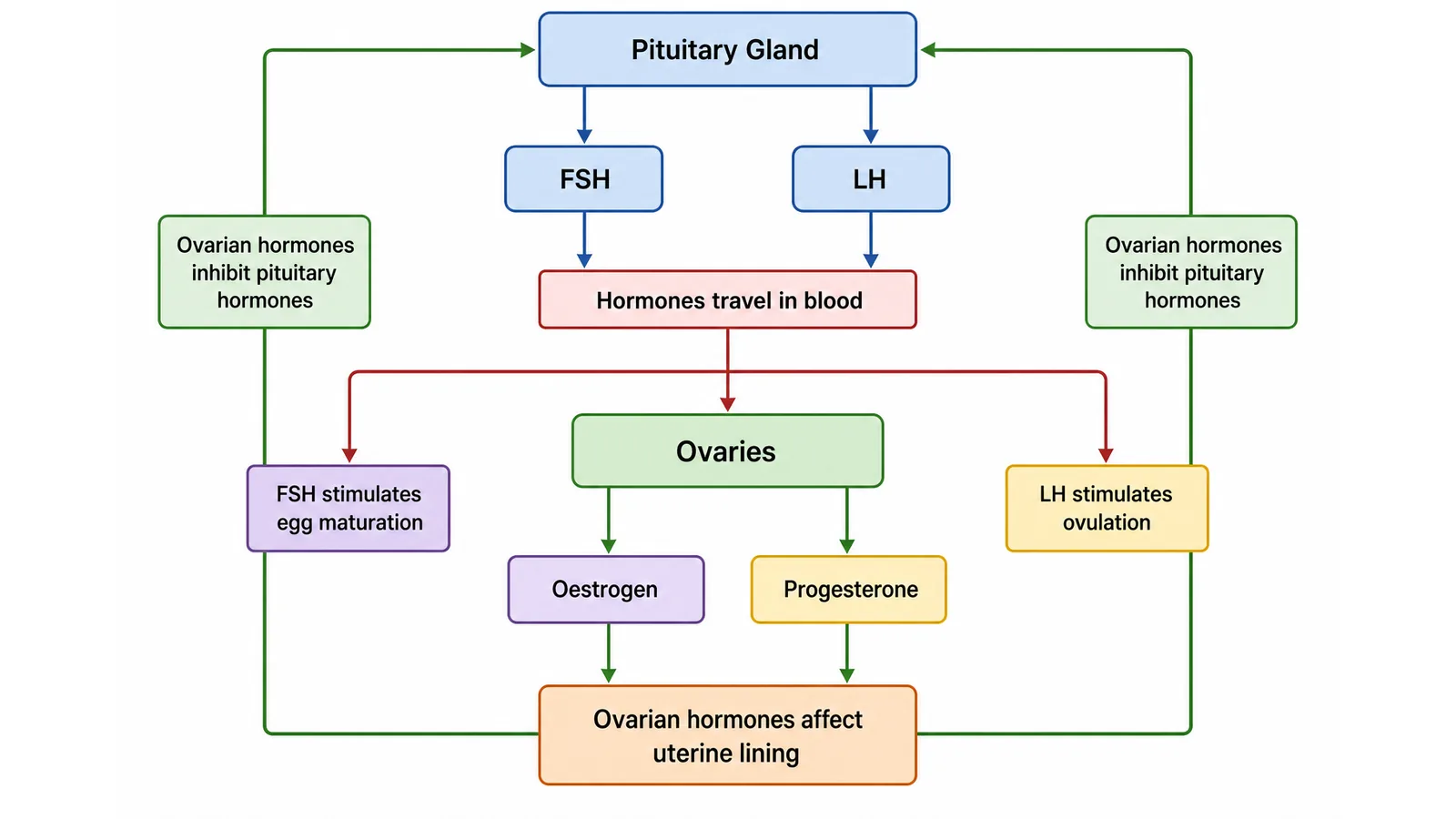 Female Hormonal Control