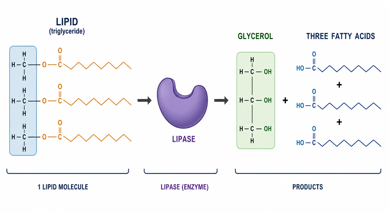 Lipase Enzyme Digestion — 2D Simulation