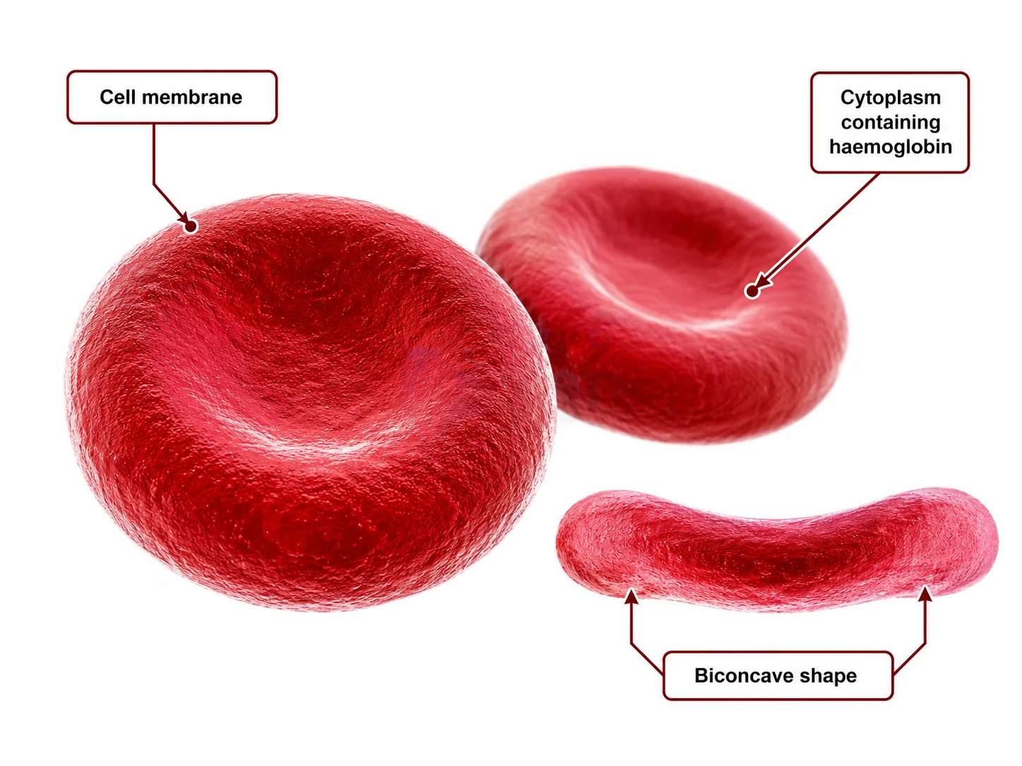 Blood cells