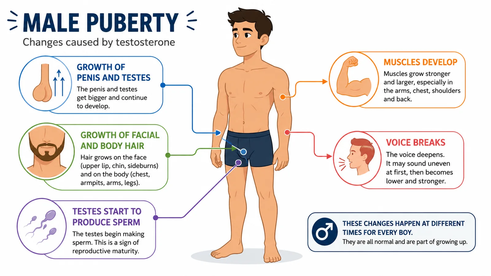 Male Puberty