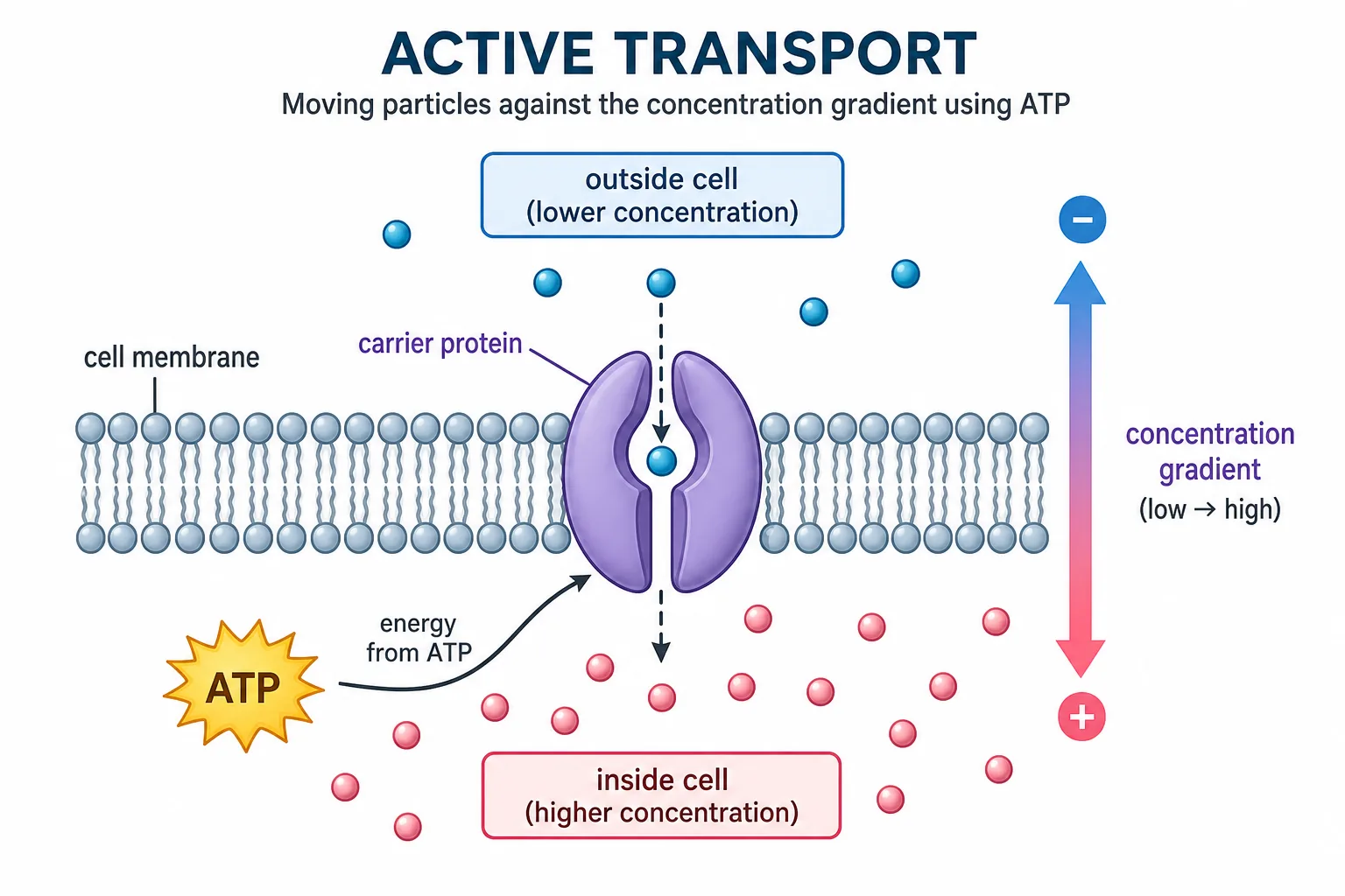 Active Transport
