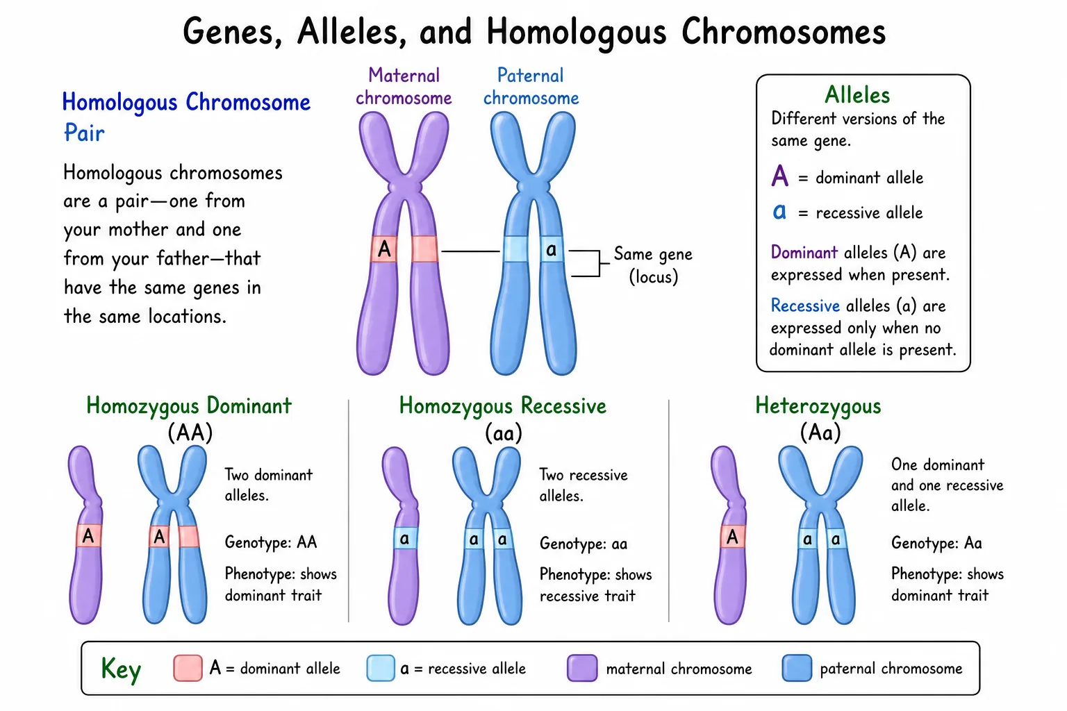 Genes, Alleles, and Homologous Chromosomes