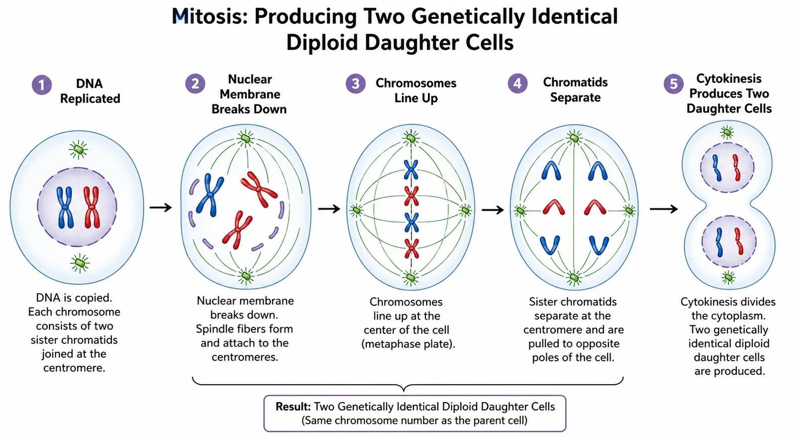 Mitosis: Producing Two Genetically Identical Diploid Daughter Cells