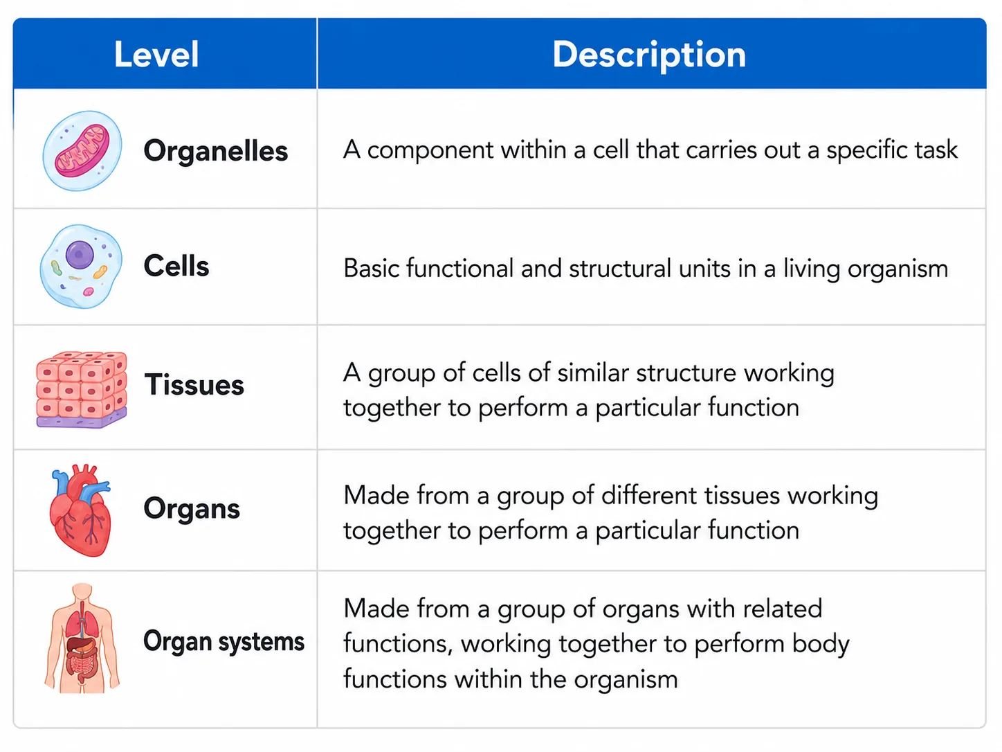 Levels of organisation: organelles, cells, tissues, organs, organ systems