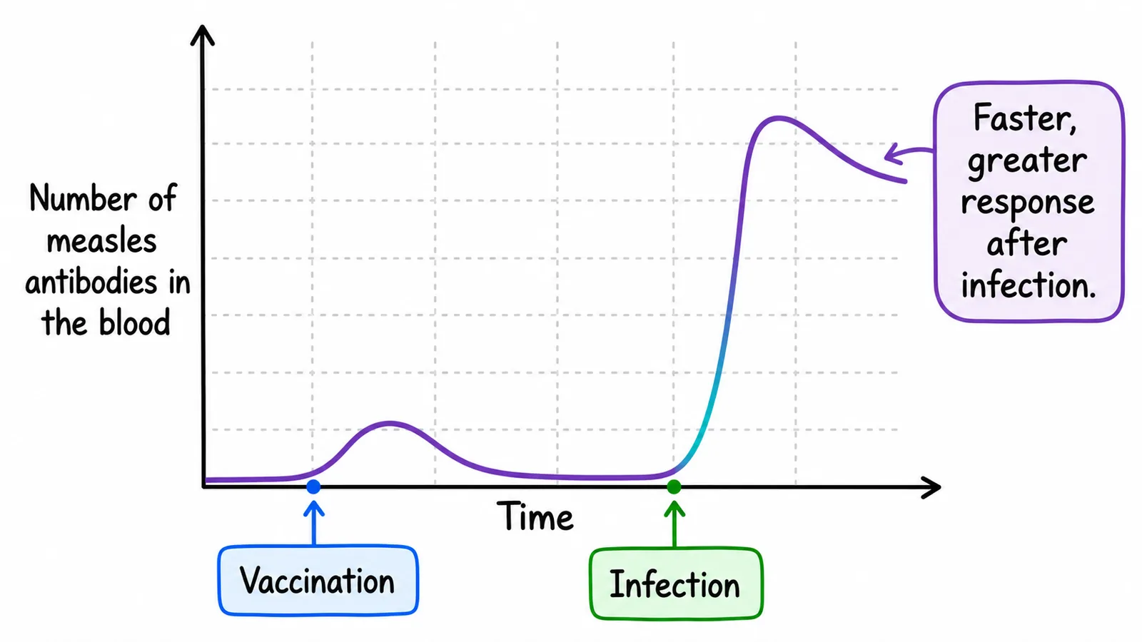 Graph of measles antibodies after vaccination then infection
