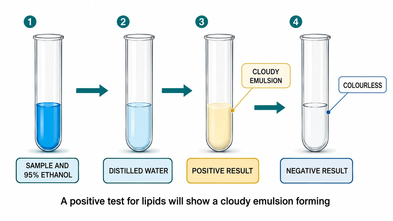 Ethanol emulsion test for lipids with positive and negative results