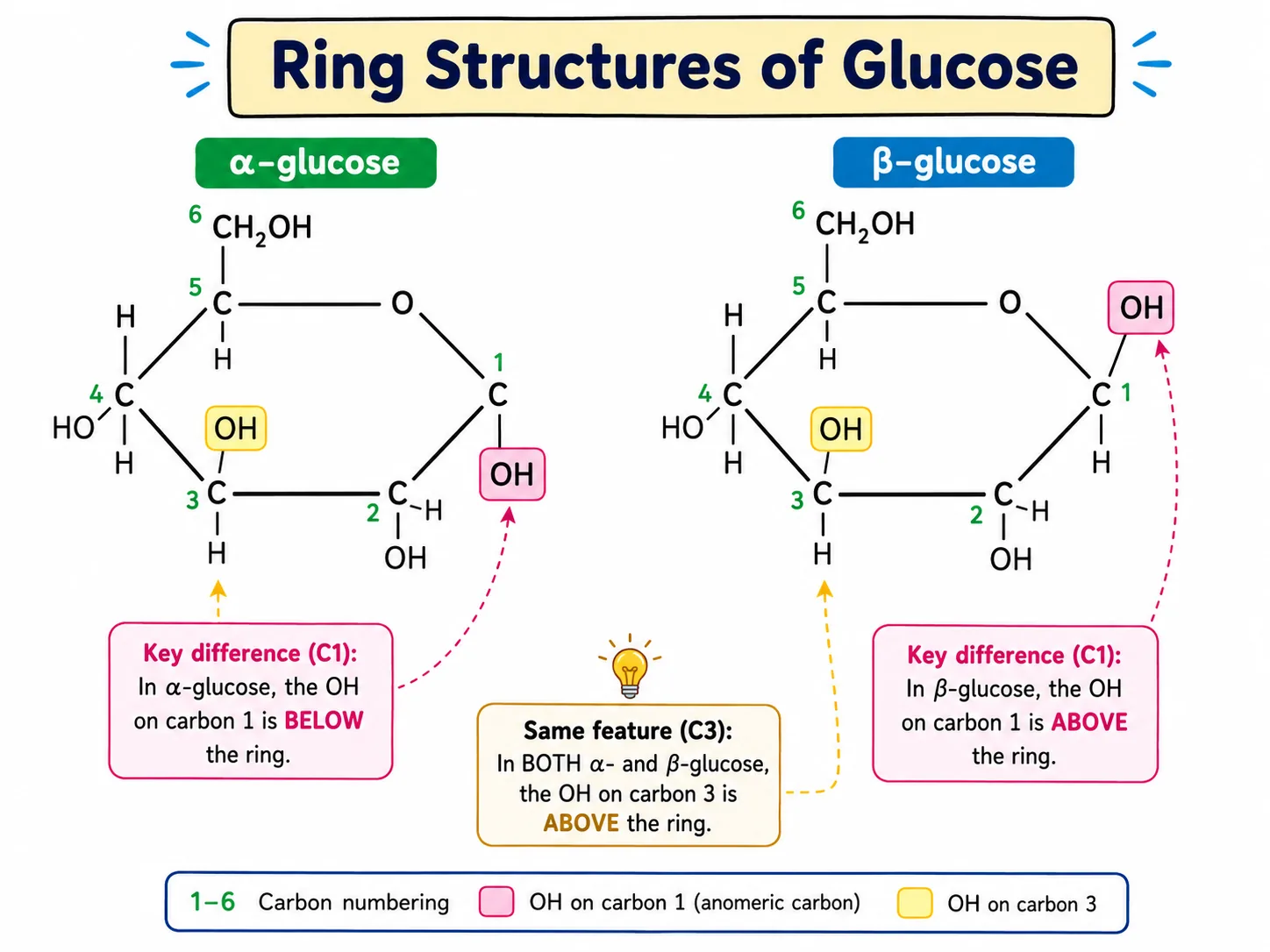 Ring Structures of Glucose