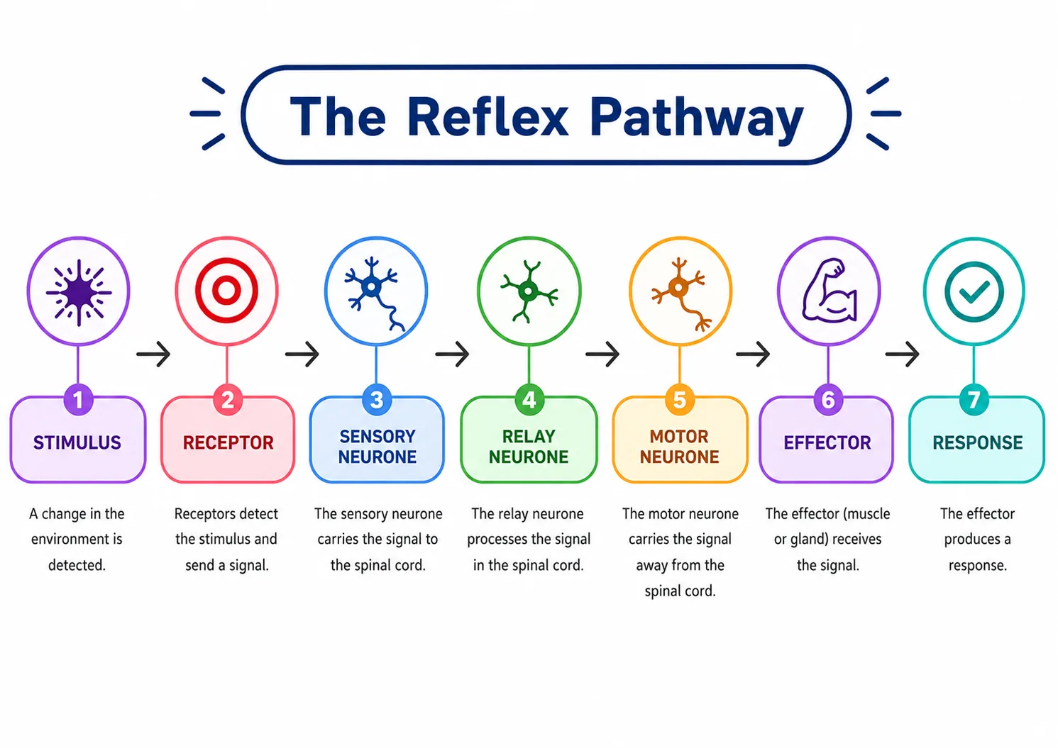 The Reflex Pathway