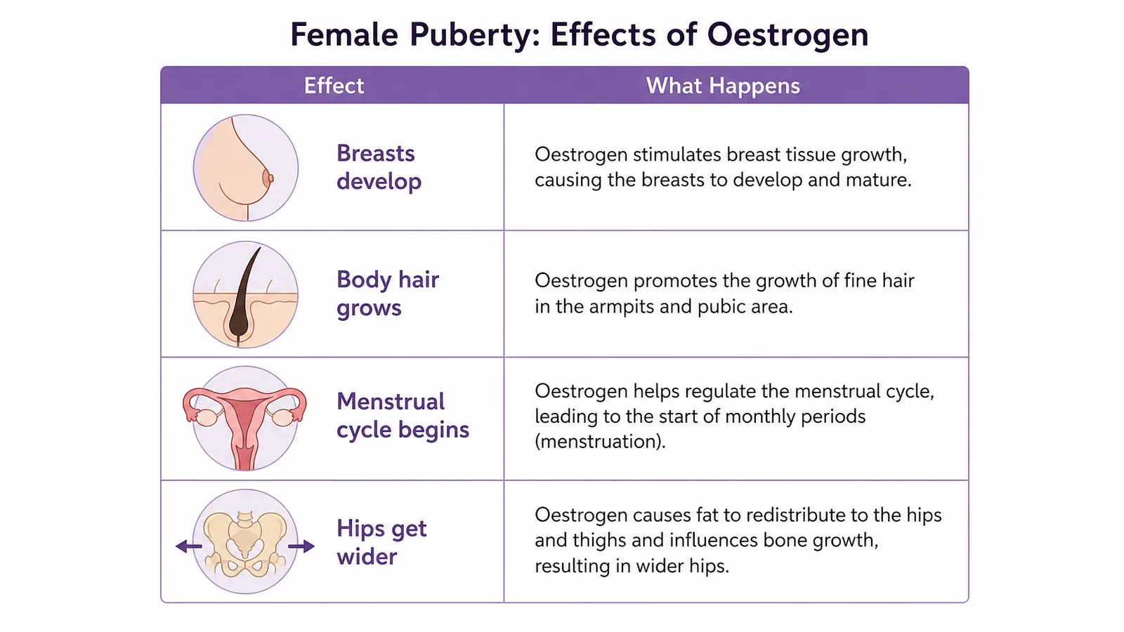Female puberty: effects of oestrogen