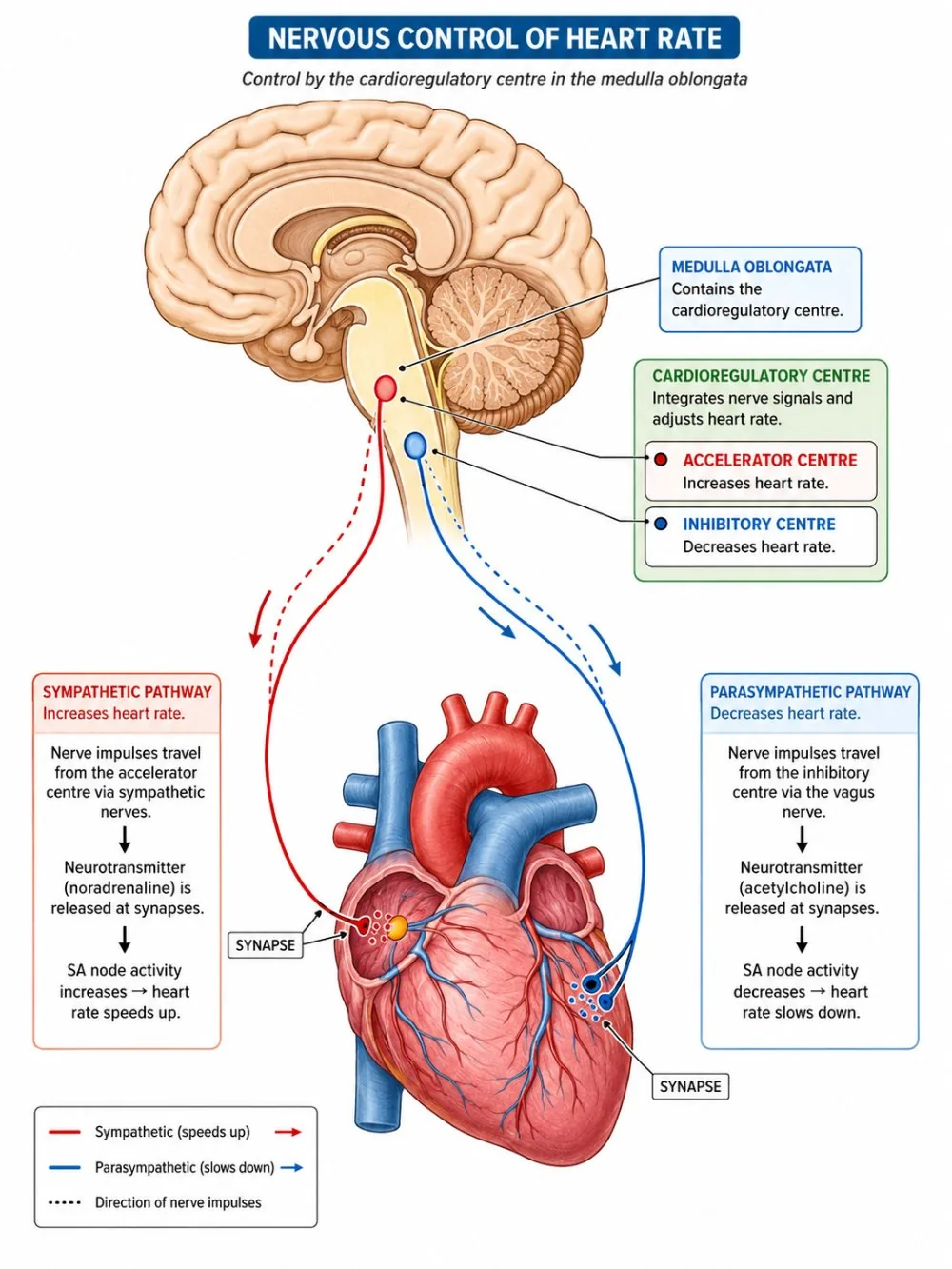 Nervous control of heart rate