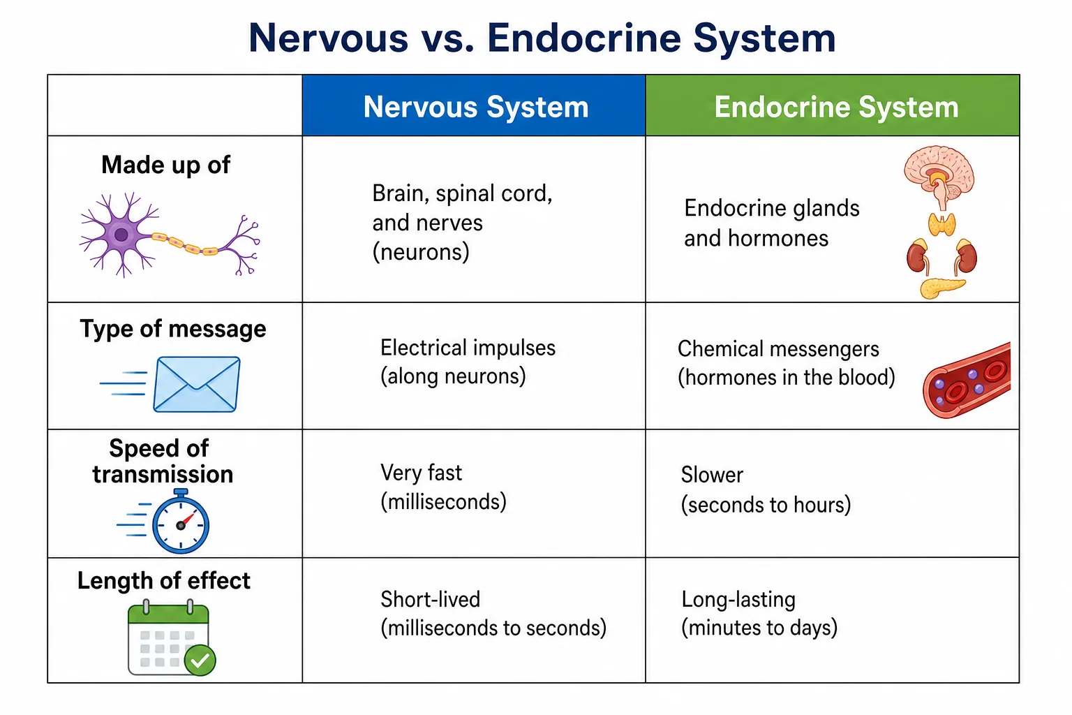 Nervous vs. Endocrine System