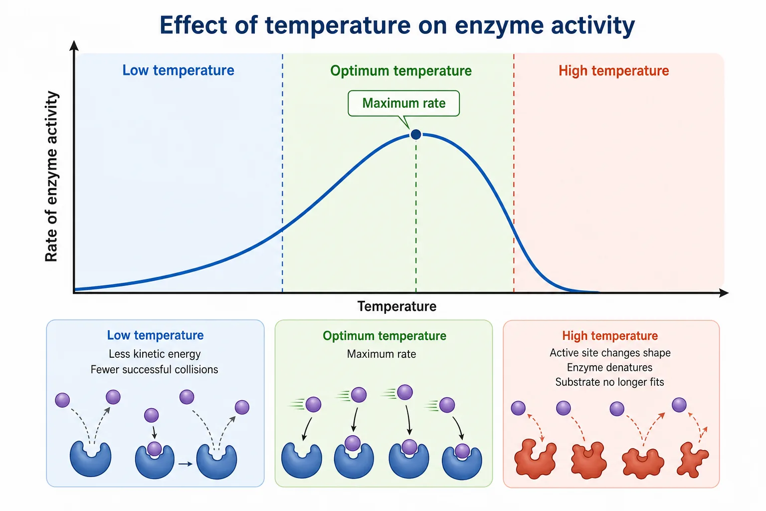 Temperature & activity — Interactive
