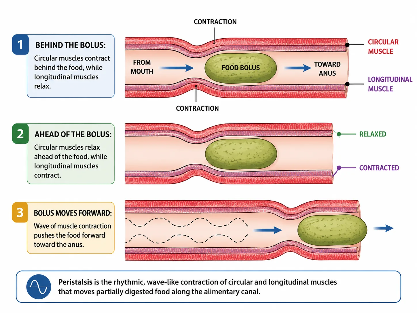 Peristalsis: muscle contraction moves the bolus