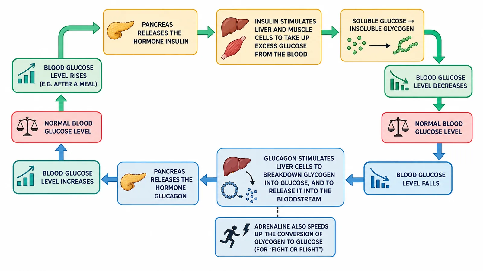 Blood glucose control loop with insulin and glucagon