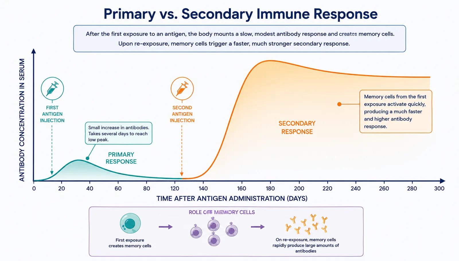 Primary vs secondary immune response (antibody graph)
