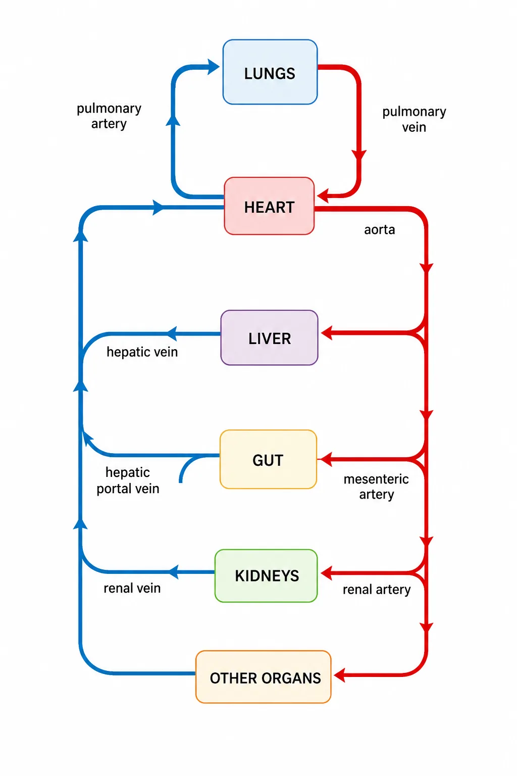 Blood vessels linking heart, lungs, liver, gut, kidneys